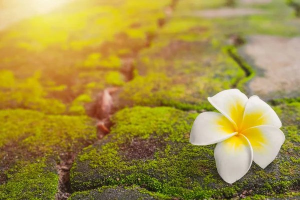 Uma Flor Branca Frangipani Plumeria Com Musgo Verde Estrada Tijolo — Fotografia de Stock