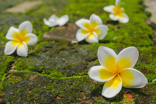 Tuğla yolda yeşil yosun çiçeklerle beyaz Frangipani (Plumeria).