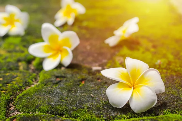 Flores Brancas Frangipani Plumeria Com Musgo Verde Estrada Tijolo Sol — Fotografia de Stock