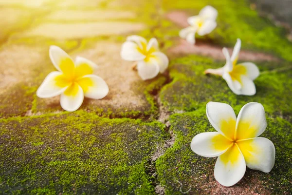 Flores Brancas Frangipani Plumeria Com Musgo Verde Estrada Tijolo Sol — Fotografia de Stock