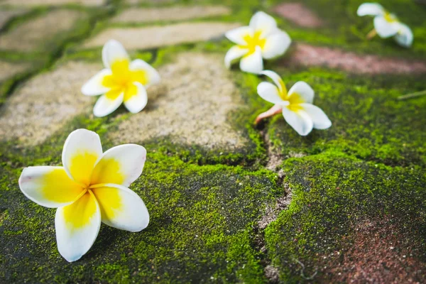 Tuğla yolda yeşil yosun çiçeklerle beyaz Frangipani (Plumeria).
