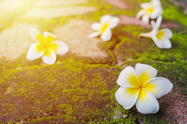 朝の太陽でレンガ道に緑の苔と白いフランジパニ プルメリア — ストック写真