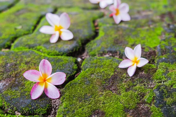 Close up pink Plumeria flowers with moss on the brick road in morning sun.