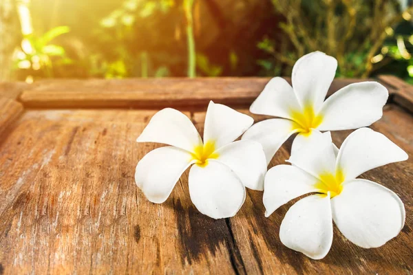 Flores Brancas Frangipani Plumeria Assoalho Madeira Sol Manhã — Fotografia de Stock