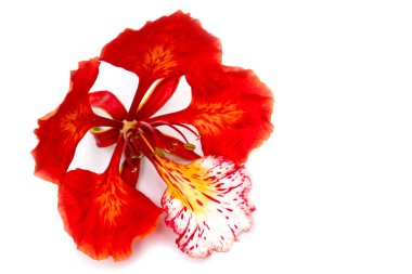 Flam-boyant, The Flame Tree, Royal Poinciana isolated on white b clipart