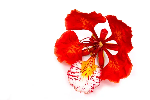 Flam-boyant, The Flame Tree, Royal Poinciana isolated on white b — Stock Photo, Image