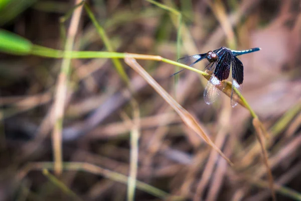 Gros plan de Neurothemis tullia, écumoire de riz Pied libellule sur g — Photo