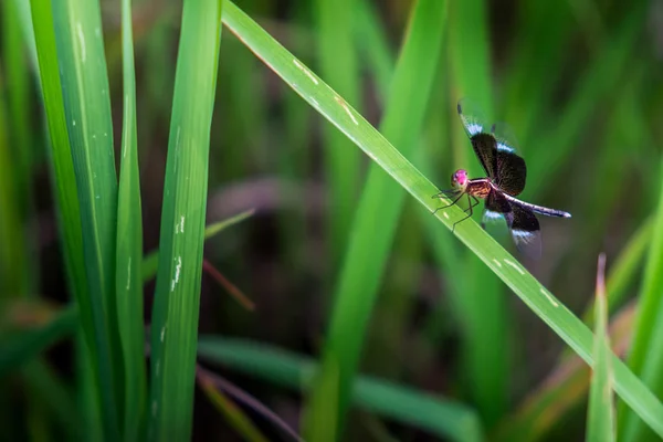 신경 조직을 가까이 서 보면 tullia, Pied paddy skimmer dragonfly on g — 스톡 사진