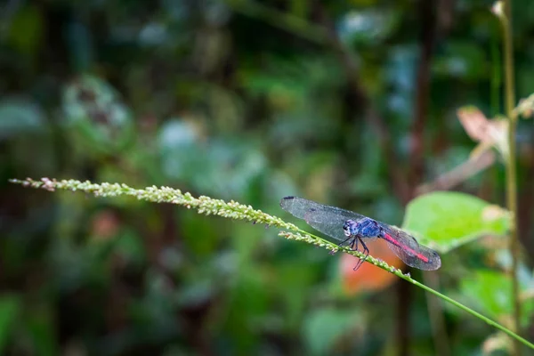 Lathrecista asiatica, la queue de sang asiatique, est une espèce de dra — Photo
