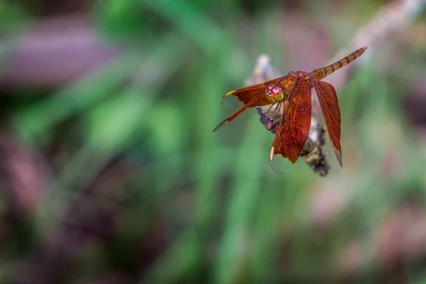 Neurothemis fulvia, fulvous forest skimmer, är en art av — Stockfoto