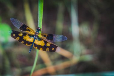 Rhyothemis variegata otların üzerinde yaşayan bir yusufçuk türüdür..