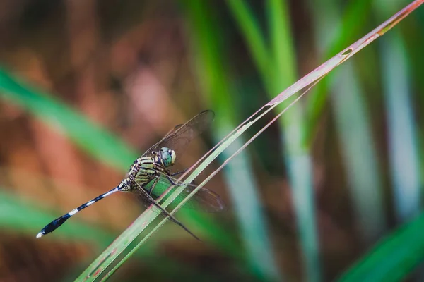 Orthetrum sabina. Grön Tiger Skimmeri trollslända på gräs — Stockfoto