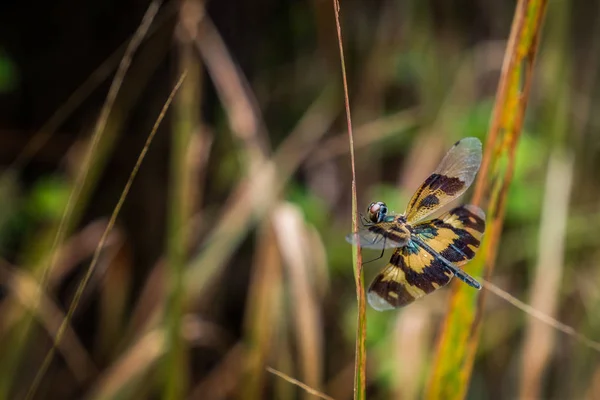 Rhyothemis variegata,is a species of dragonfly on the grass. — Stock Photo, Image