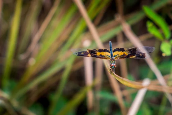 Rhyothemis variegata, це вид бабка на траві . — стокове фото