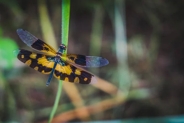 Rhyothemis variegata, es una especie de libélula en la hierba . — Foto de Stock