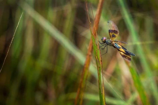 Rhyothemis variegata, este o specie de libelulă pe iarbă . — Fotografie, imagine de stoc