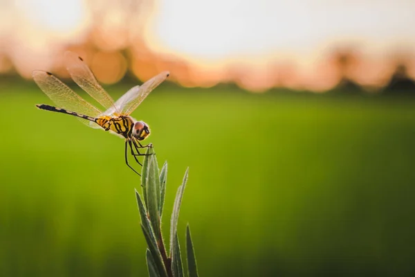 Trithemis pallidinervis, den långbenta träsket glidflygplan trollslända o — Stockfoto