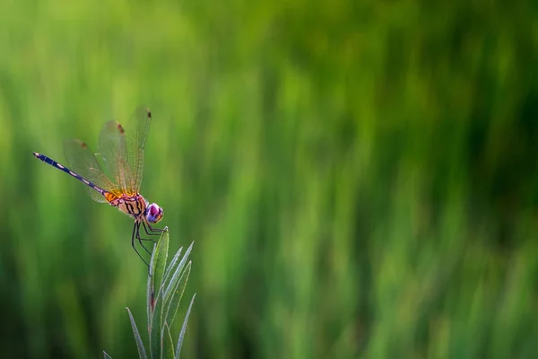 Trithemis pallidinervis, den långbenta träsket glidflygplan trollslända o — Stockfoto