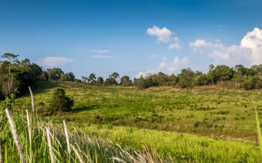 Güneşli bir günde orman çayırı