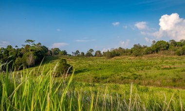 Güneşli bir günde orman çayırı
