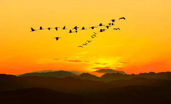 Vögel Bei Sonnenaufgang Oder Sonnenuntergang Herbstkonzept — Stockfoto