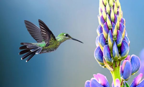 Colibrí Brillante Con Corona Verde Flor Tropical Púrpura —  Fotos de Stock