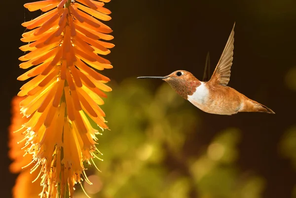 Piękny Koliber Latający Nad Tropikalnym Kwiatem Kniphofia — Zdjęcie stockowe