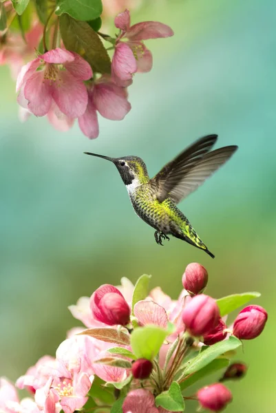 Maleńka Kolibra Rozmytym Zielonym Tle Wiosny — Zdjęcie stockowe