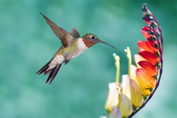 Winziger Kolibri Über Verschwommenem Frühlings Oder Sommerhintergrund — Stockfoto