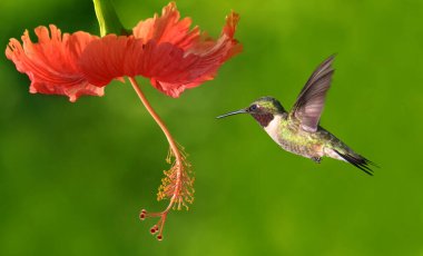 Yakut boğazlı Hummingbird Archilocus colubris erkek güzel çiçekten beslenmek için uçuyor