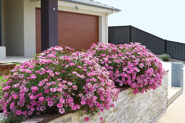 Cour Avant Plein Soleil Jardin Formel Avec Mur Parapet Pierre — Photo