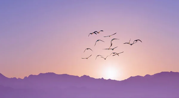 Σμήνη Πουλιών Που Πετούν Στο Ηλιοβασίλεμα Πάνω Από Την Οροσειρά — Φωτογραφία Αρχείου