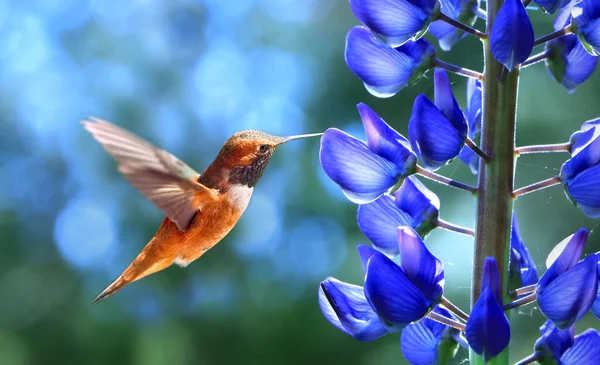 Rufous Hummingbird Στον Κήπο Μωβ Λουλούδι Φωτογραφία Αρχείου