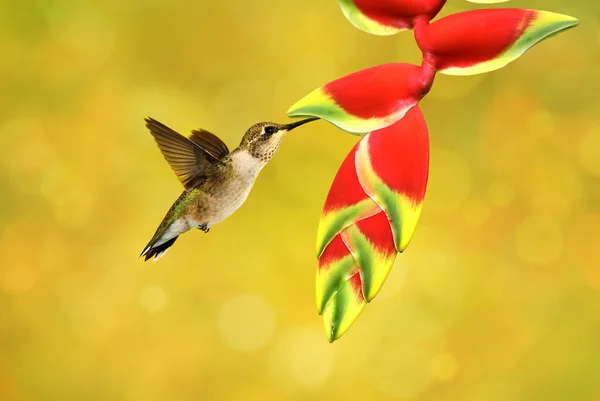 Колібрі Тропічною Квіткою Фальшивий Птах Раю Яскраво Жовтому Тлі — стокове фото