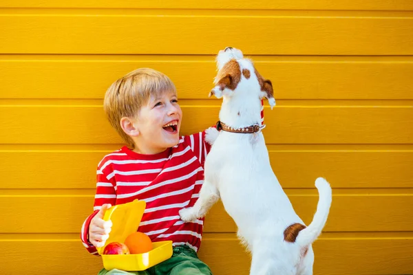 Leuke blonde schooljongen met lunchbox die trakteert op zijn hongerige puppy hondje Jack Russell Terrier eten, dat niet op school at. Lekker broodje voor beste vriend. Toewijdingsgevoel concept. — Stockfoto