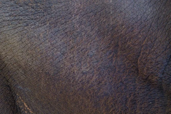Кожа слона крупным планом в открытом зоопарке — стоковое фото