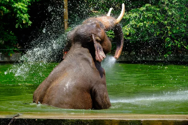 Éléphant d'Asie éclaboussures d'eau tout en prenant un bain — Photo