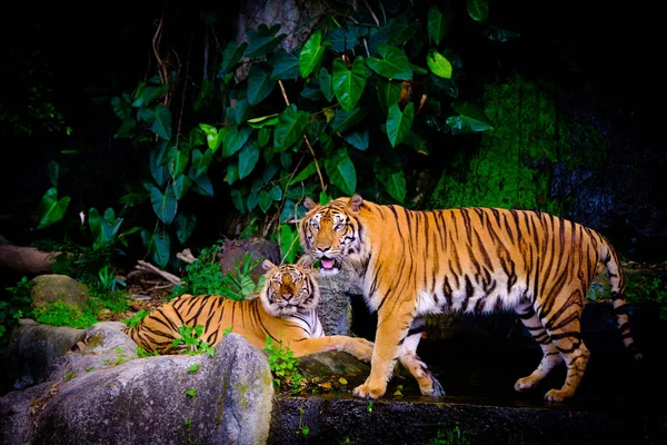 Indokínai tigris a nyílt állatkert — Stock Fotó