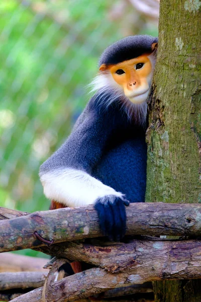 Red-shanked Douc Langur in the open zoo — Stock Photo, Image