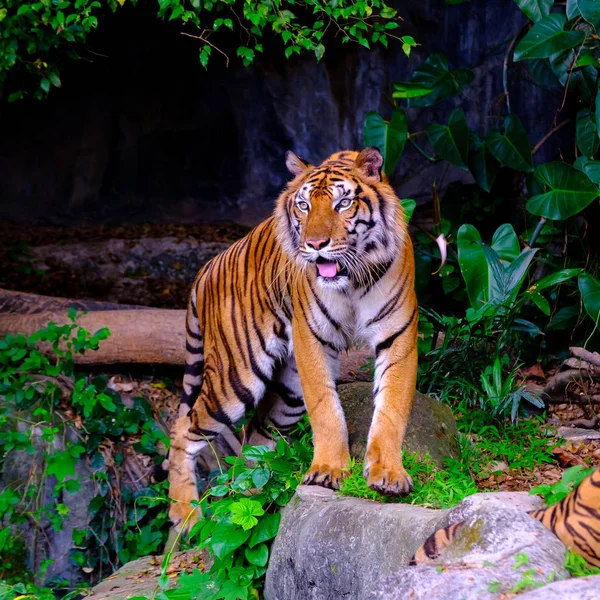 Indokínai tigris a nyílt állatkert — Stock Fotó