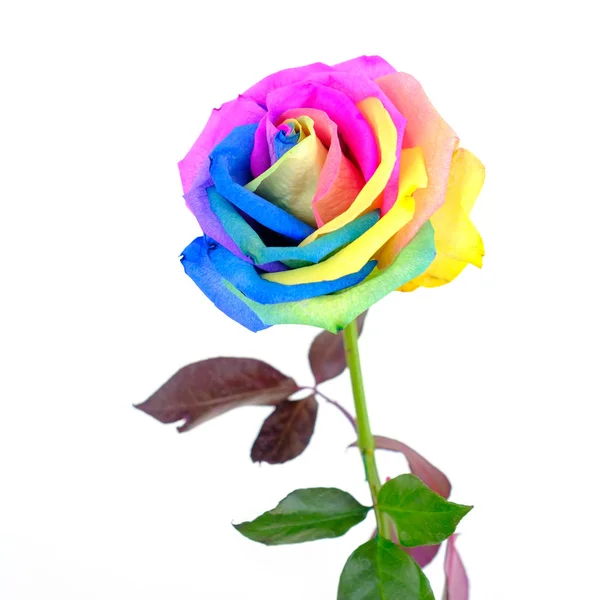 Tęczowy kwiat róży na białym tle — Zdjęcie stockowe