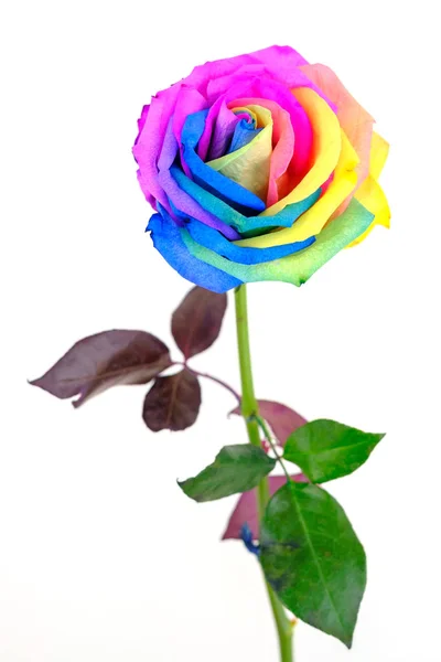 Flor de rosa arco iris sobre fondo blanco — Foto de Stock