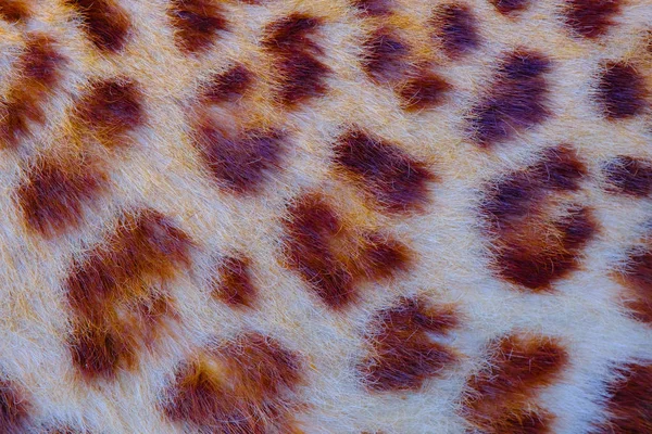 Real jaguar skin in the open zoo — Stock Photo, Image