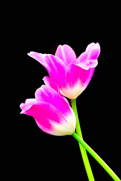 pink tulips on black background