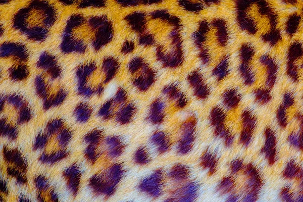 Real jaguar skin in the open zoo — Stock Photo, Image