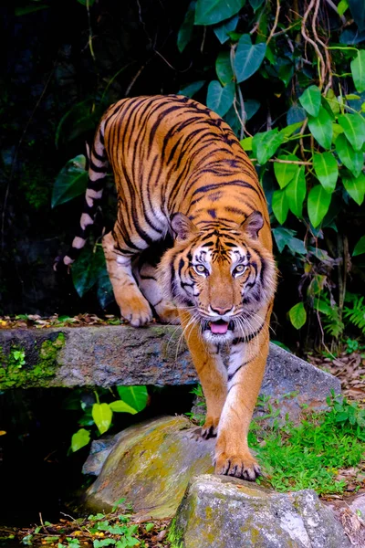 Tigre cinese allo zoo aperto — Foto Stock