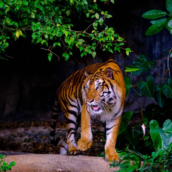 Indochinese tijger in de open dierentuin — Stockfoto