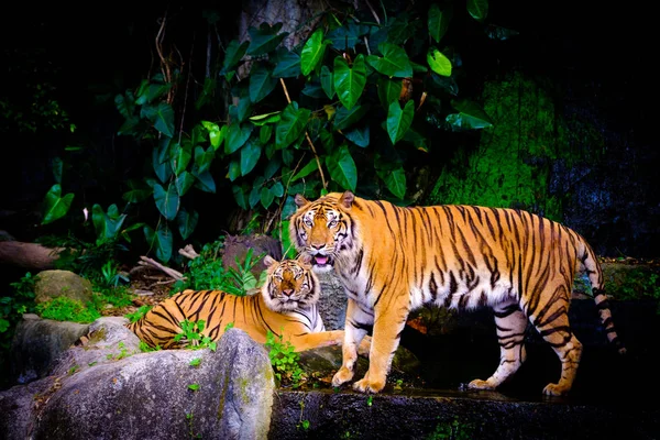 오픈 동물원에서 인도차이나 호랑이 — 스톡 사진