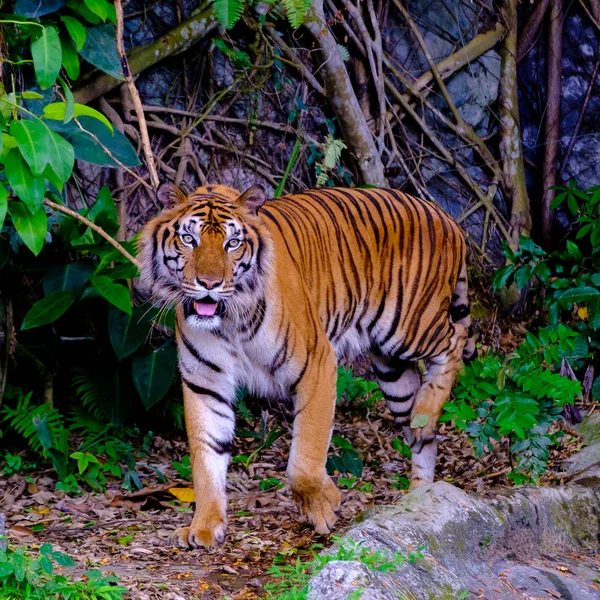 Tigre cinese allo zoo aperto — Foto Stock