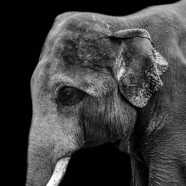 Tête d'éléphant en gros plan — Photo